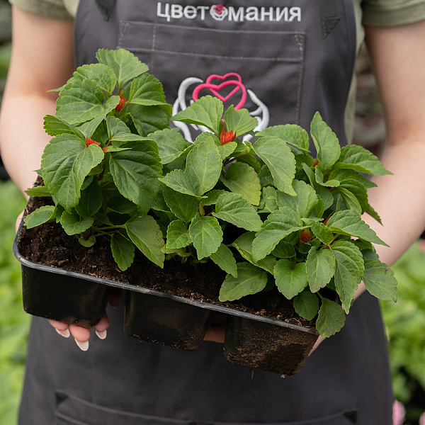 Купить Рассада Сальвия сверкающая кассета 6 ячеек в  с бесплатной доставкой: цена, фото, описание